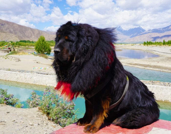 Mastifful tibetan este considerat una dintre cele mai vechi și mai misterioase rase de câini.